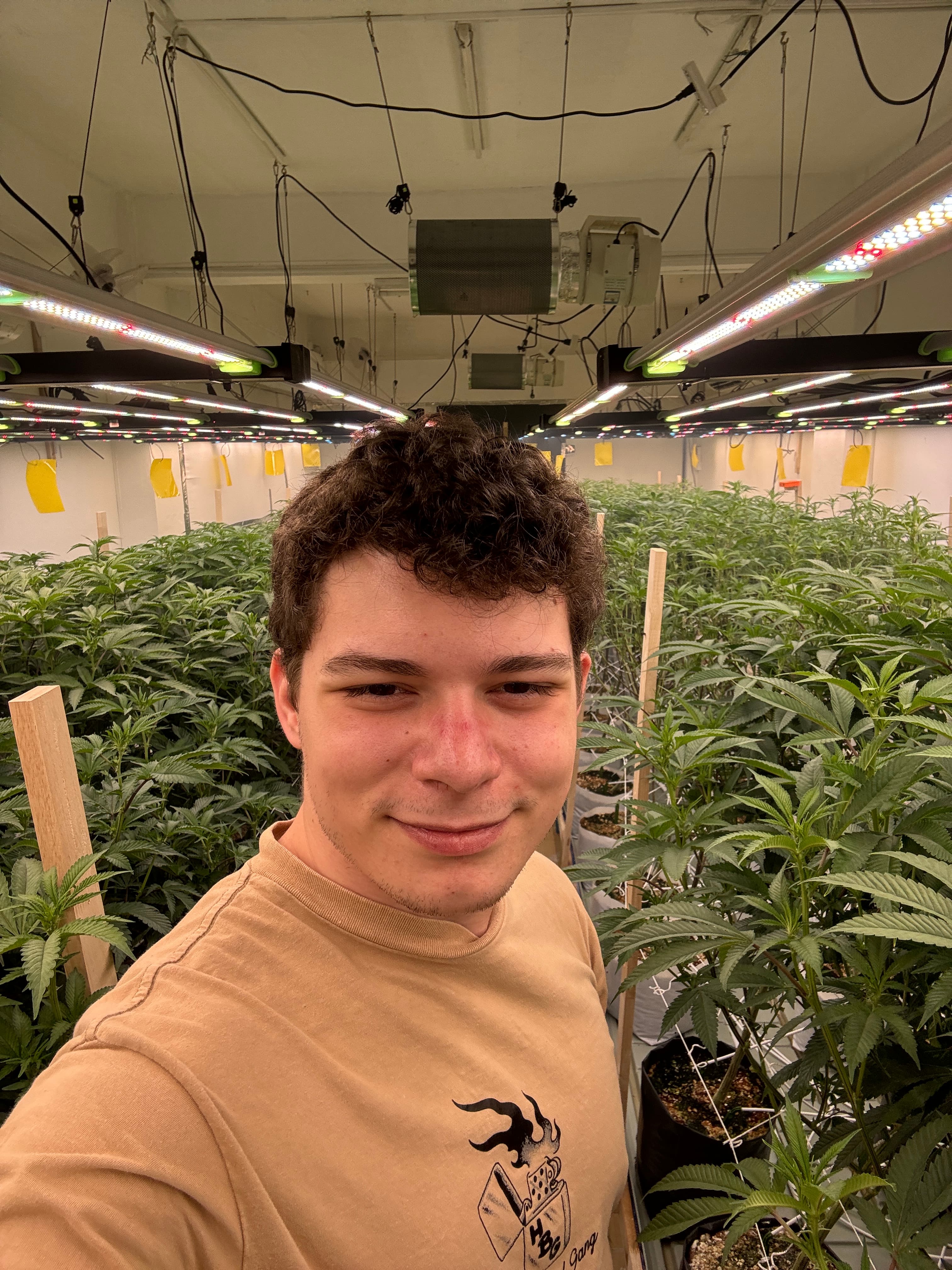 Cannabis üretim tesisi ziyareti